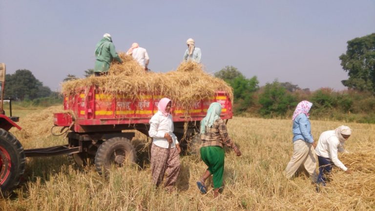 गौठानों के लिए ग्रामीण कर रहे पैरा दान :  ग्रामीण दे रहे पैरा, सौंपा जा रहा गौठान को