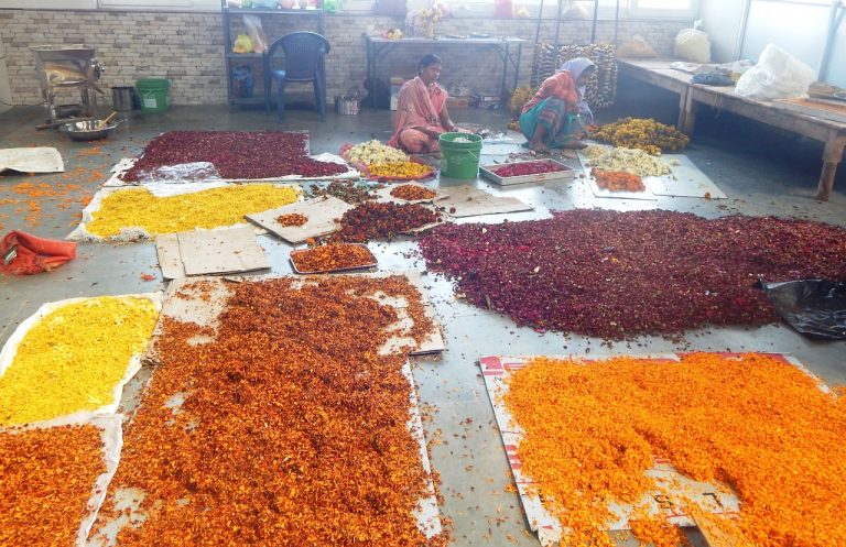 समूह की महिलाओं की अभिनव पहल: मंदिरों में चढ़े और मुख्यमंत्री निवास से मिले फूलों से बनाया हर्बल गुलाल : मुख्यमंत्री ने महिला समूहों के पहल की सराहना की