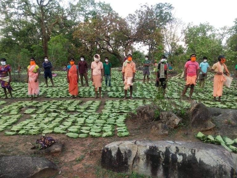 छत्तीसगढ़ में समर्थन मूल्य पर अब 31 लघु वनोपजों की होगी खरीदी : राज्य सरकार ने वनवासियों के हित में लिया अहम् फैसला