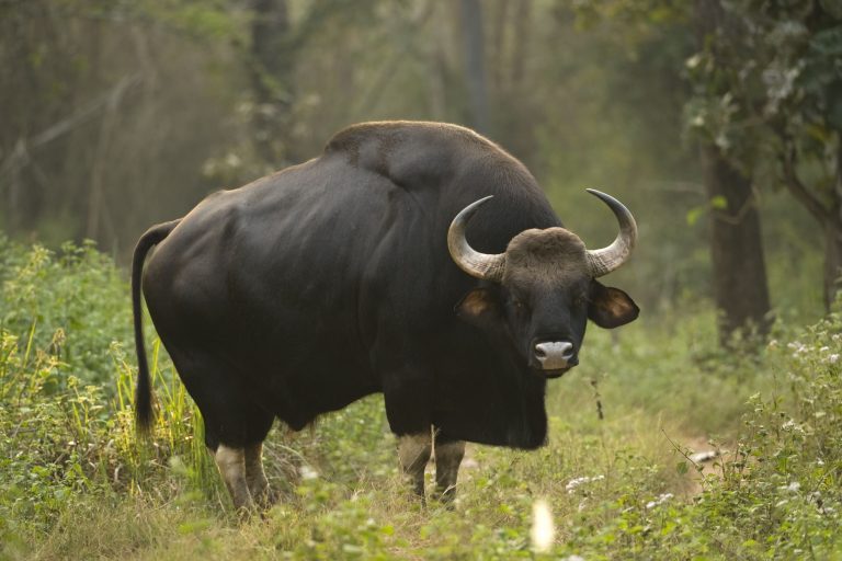 बायसन व अन्य वन प्राणियों के आगे सेल्फी अथवा वीडियो बनाने के चक्कर में जान जोखिम में नहीं डालने की अपील