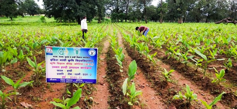 हल्दी ने किसानों के जीवन में बिखेरी खुशियों के रंग