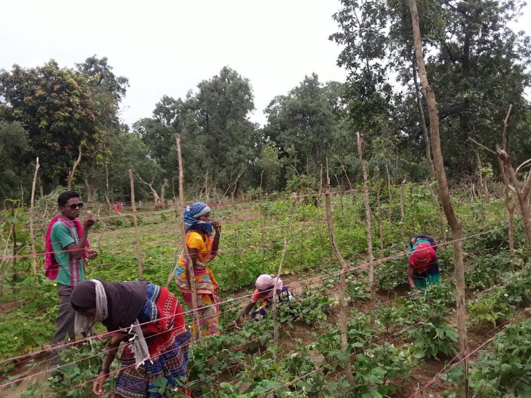 आजीविका केंद्र बन रहे हैं गौठान