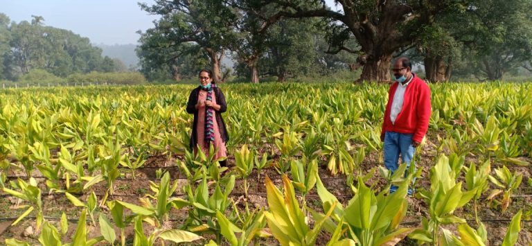 पड़त भूमि पर हल्दी उत्पादन से बनेगी गौठान समितियों के आर्थिक उन्नति की राह-तूलिका