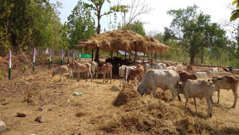 गोधन न्याय योजना से मजबूत हो रही है ग्रामीण अर्थव्यवस्था