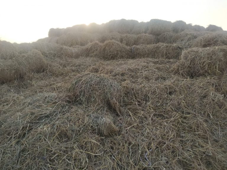 हैप्पी सीडर यंत्र से बिना पराली जलाए गेहूॅ बीज की बुवाई : पराली न जलाकर गौठानों में पैरा दान करने किसानों को किया जा रहा प्रोत्साहित