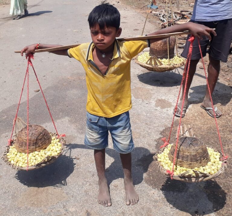 आदिवासी मासूम बालक अपनी मिठाई की खवाहिश में जंगल से महुआ फूल नंगे पाव कांवर मे ढोकर ला रहा है, मासूम को नही मालूम कि इस महुआ फूल की खरीदी-बिक्री में लाखों करोड़ों का व्यापार भी होता है