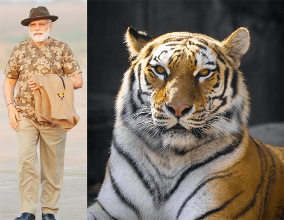 देश में बाघों की संख्या बढ़कर हुई 3167, पीएम मोदी ने जारी किए आंकड़े…बोले- यह गर्व की बात