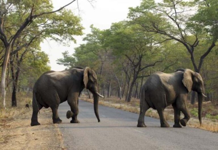 रायगढ़ में हाथी का आतंक: खेत पर जा रहे किसान को कुचलकर उतारा मौत के घाट, पूरे गांव में दहशत का माहौल