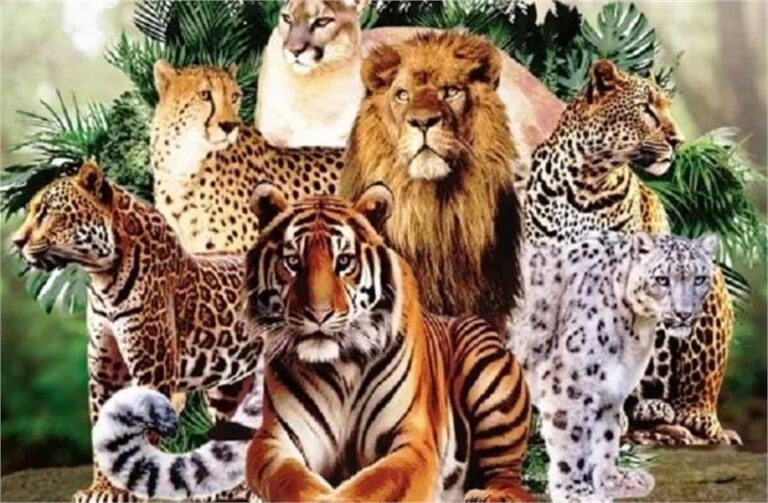 भारत के ‘इंटरनेशनल बिग कैट एलायंस’ में नेपाल भी हुआ शामिल