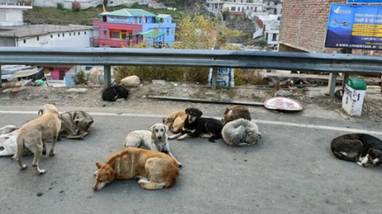 दिल्ली में करीब 10 लाख लावारिस कुत्ते, रोज दो हजार से अधिक लोगों को बना रहे शिकार… विरोध प्रदर्शन