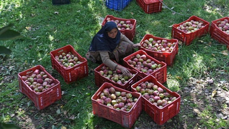 सेब के बाग और धान की फसल तबाह, जम्मू-कश्मीर में बाढ़ का कहर, किसानों पर पड़ रही आफत की मार