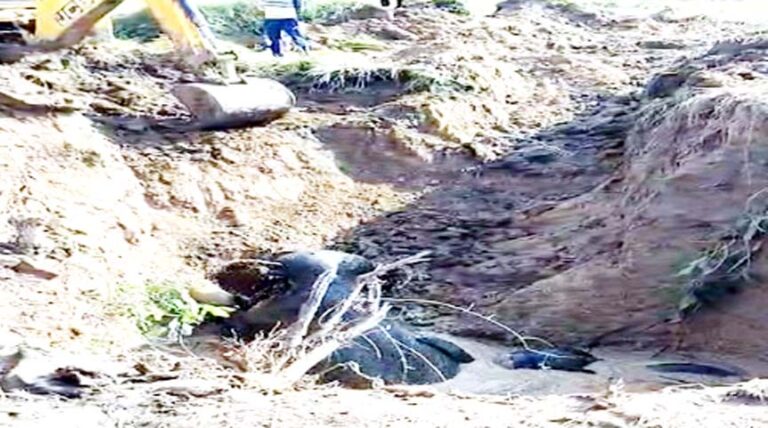 बलौदाबाजार में बड़ा हादसा टला: हरदी गांव में कुएं में गिरे चार हाथियों का सफल रेस्क्यू