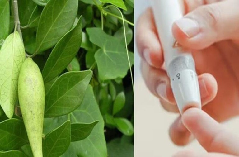 शुगर रोगियों के लिए वरदान है ये पाउडर, सिर्फ आधा चम्मच ही दिखा देगा कमाल